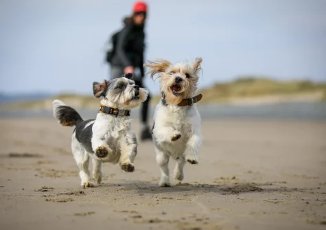 Stroll into Aberdovey village to enjoy its beautiful golden sandy beach