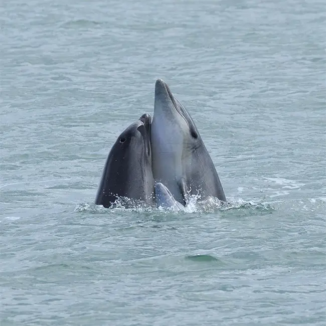 Top 10 things to do in Wales in July - Dolphin watching on the Mid Wales coast