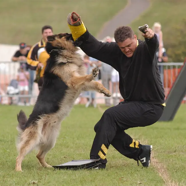 Top 10 things to do in Wales in July - Experience The Royal Welsh Show