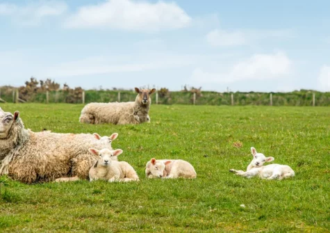 Children can be shown around the farm learning all about farming life & even joining in at feeding time