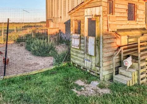 Why not start the day with some fresh farm eggs which the children can collect themselves.